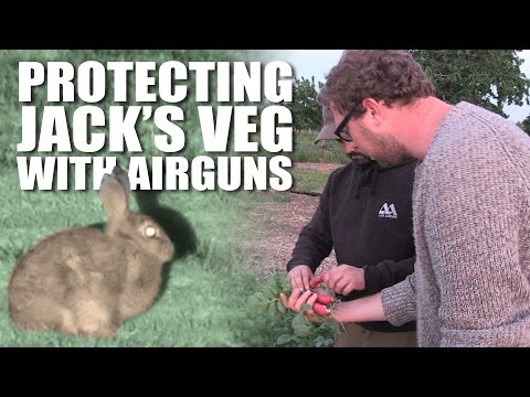 Protecting Jack’s Veg with Airguns