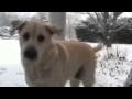 Yellow Lab Versus Tuxedo Cat