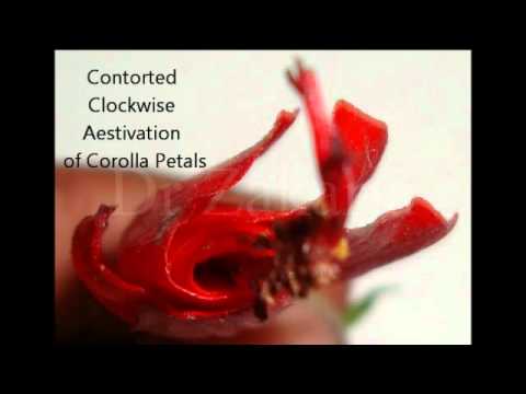 Malvaceae Family Flower