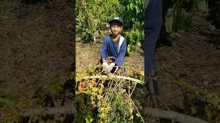 Download lagu panen kopi,,, masse mp3