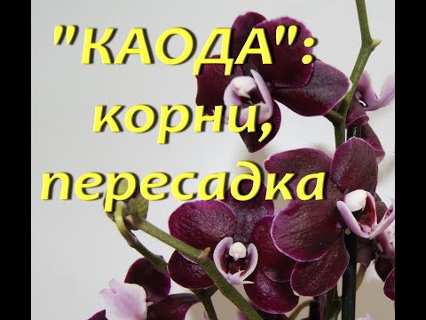 ОРХИДЕЯ "KAODA":корни,пересадка.