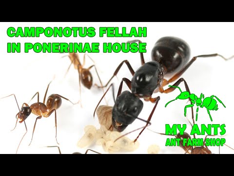 Ant Farm for  Camponotus fellah (formicarium/nest for ants)