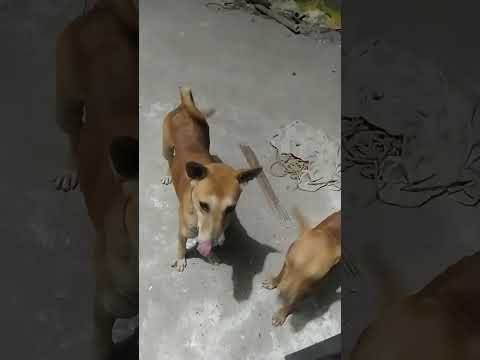 Helping helpless #doglover #dog #cute #streetdog #shorts