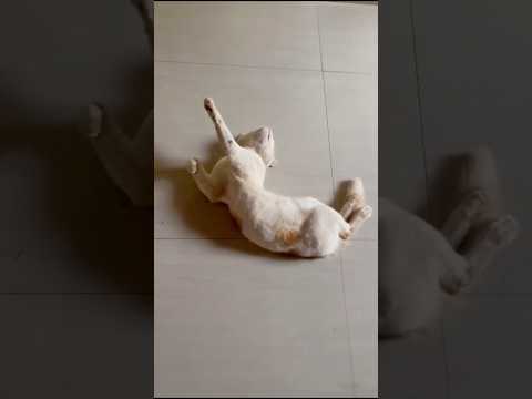 Little chikoo atrocities fish #catlovers #funnycatvideo #funny shorts