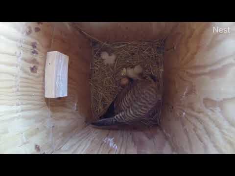 Kestrel Chick Feeding Time 5.26.20