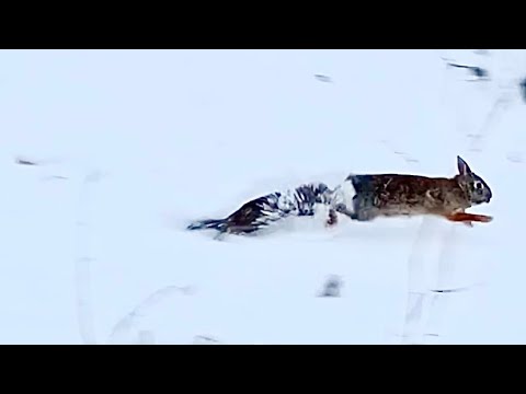 Mink kills rabbit right in front of me (May be graphic to some viewers)