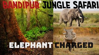 Economical way to book Bandipur Safari | Night Stay in Jungle I Complete Guide I Jungle Safari I