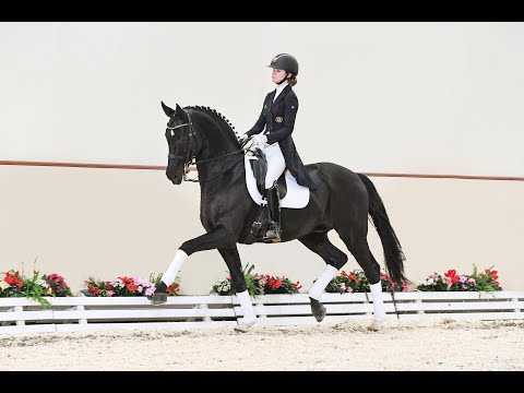 San Amour - Stallion Collection Schockemoehle & Helgstrand 2021 ENG