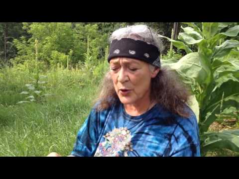 Harvesting Sheep Sorrel with Susun Weed