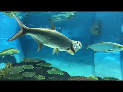 【おさかな図鑑】ターポンのいる水族館＠新潟市水族館マリンピア日本海