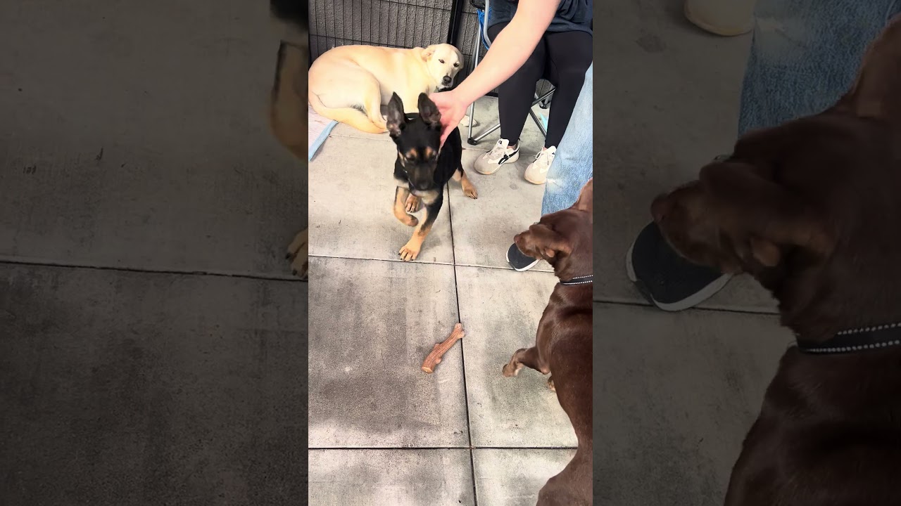 Enlarge Honey Bear, an adoptable mixed breed in Carlsbad, CA video 4/5