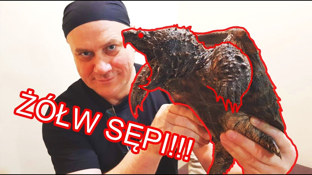 Zwierzęta niebezpieczne - Żółw sępi