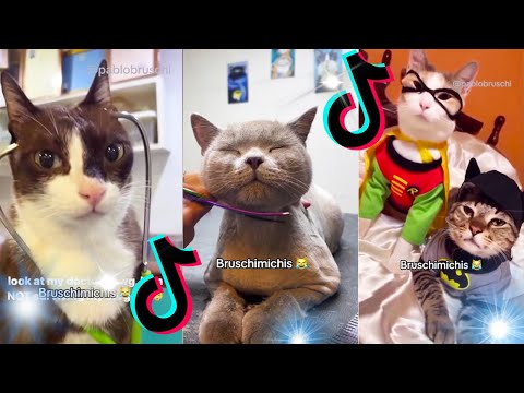 😹 Lo Mejor De Los Bruschimichis @pablobruschi 💗 Hora De Risa 🐈💕