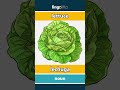 lettuce - lechuga video thumbnail