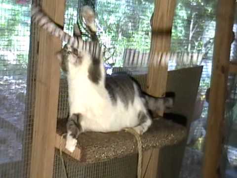 A Special Cat Named Jude