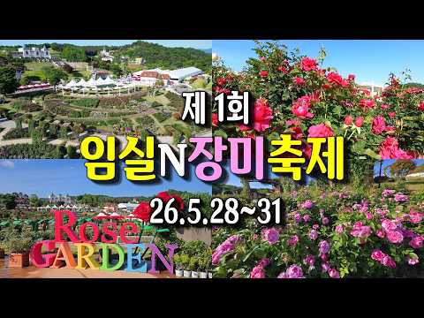 개화시기가 가장 늦는 임실N장미축제 개화상황
