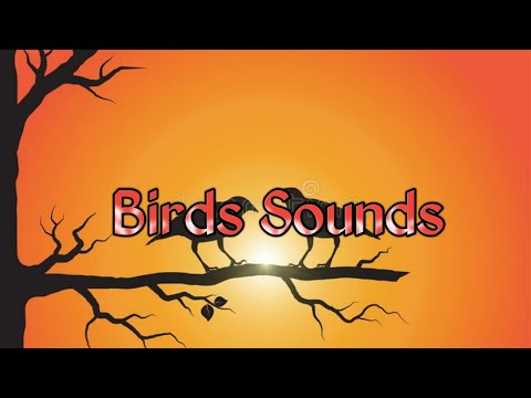 Forest Birdsong HD - Relaxing Nature Sounds - Birds Chirping.mp3.