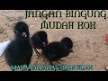 Makanan Anak Ruak Ruak Yang Baru Menetas Ruak Ruak