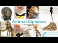 Animal Alphabet R Is For Rhinoceros