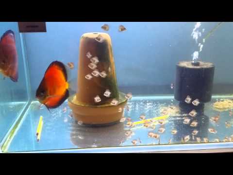 Sunny discus centre in Hong Kong aquarium fish farm