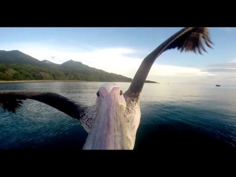 Chris Rich & Jon Day - Persistent Pelicans