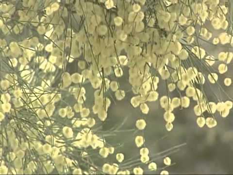 Greening the "Desert of death"