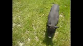 preview picture of video 'Töffenet az amerikai törpemalac/Töffenet the American Miniature Pig'