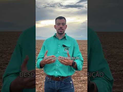 Semeadura da soja: como avaliar a umidade do solo