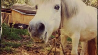 "Hold On to Your Dreams" - Mista Cookie Jar & the Chocolate Chips [Official Music Video]