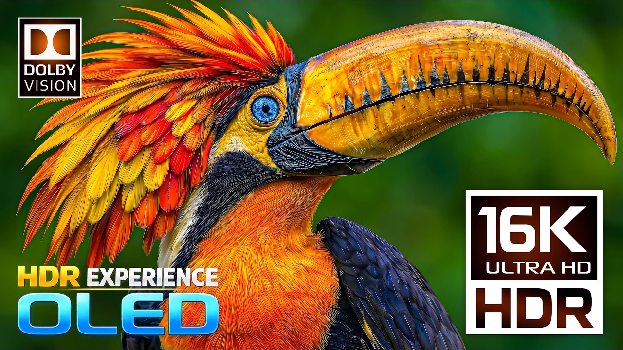 Unbelievable 16K Dolby Vision 120fps | OLED HDR Display Test (8K/4K Video TV)