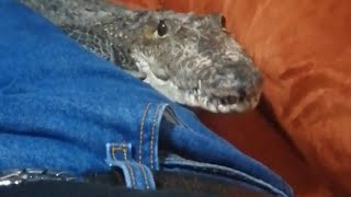 Cute Crocodile Loves to Cuddle!