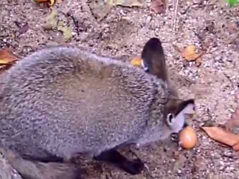 Yellow mongoose (Cynictis penicillata) & Bat-eared fox (Otocyon megalotis) Zoo Antwerpen