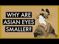 Why East Asian eyes are smaller (relatively) | Optometrist Explains