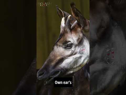 BERNARD CAMPBELL Majestic Okapi
