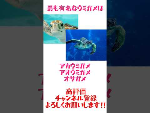 アカウミガメについて詳しく解説
