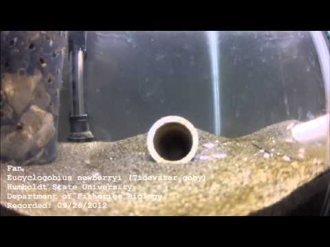 IUCN分類における絶滅の危険性を示す図。