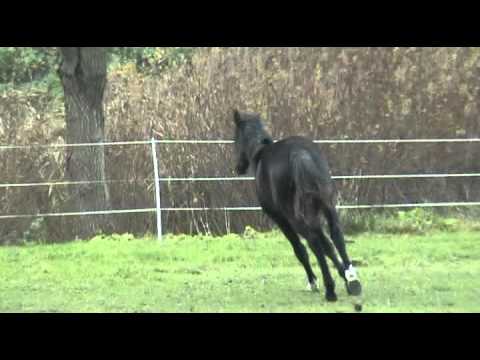 Sir Donnerhall-Casaretto Hengst * 2010