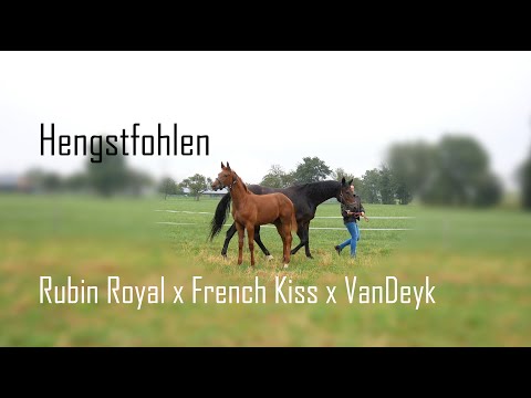 Hengstfohlen von *2020 - Rubin Royal x French Kiss x Van Deyk
