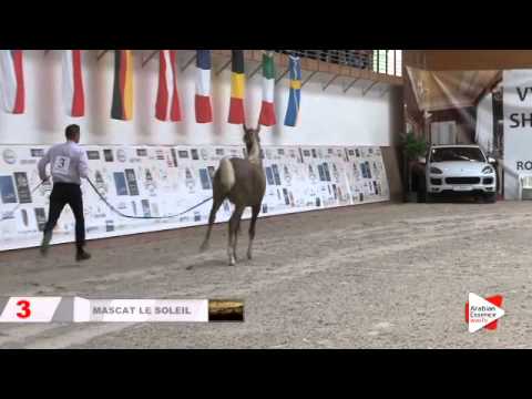 N 1 MIMI NK   Prague Intercup 2015   Yearling Fillies Class 1A