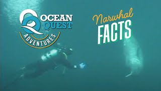 Narwhal Fact Sheet: Diving with the Narwhal in Newfoundland Canada