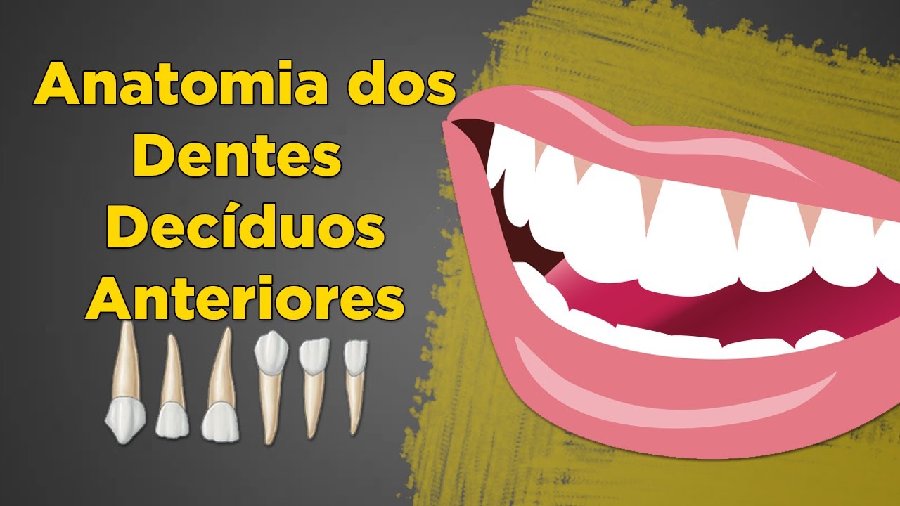Anatomia dos Dentes Decíduos Anteriores - Incisivos e Caninos - Resumo de Anatomia Dental