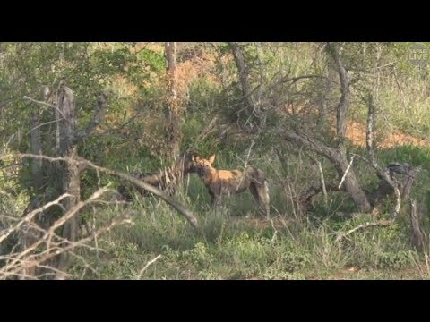 Safari Live : Tristan run's into the Wild Dog's while on Bush Walk Jan 07, 2018