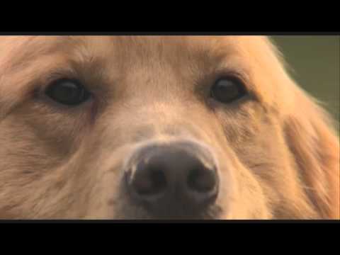 Air Bud - Soccer Penalty Kick Domination