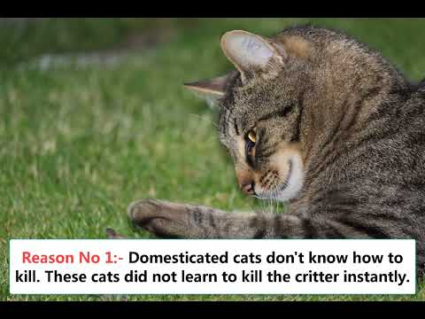 Why Do Cats Play with Their Prey Before Killing Them?