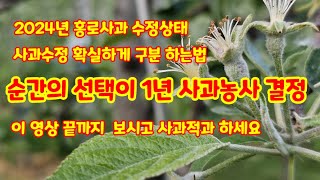 홍로사과 사과적과 하기전에 가장먼저 해야할  수정 구별하는법 [사과재배]