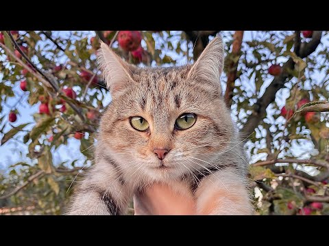 Summer in the North Caucasus (inspired by Gawx 2)