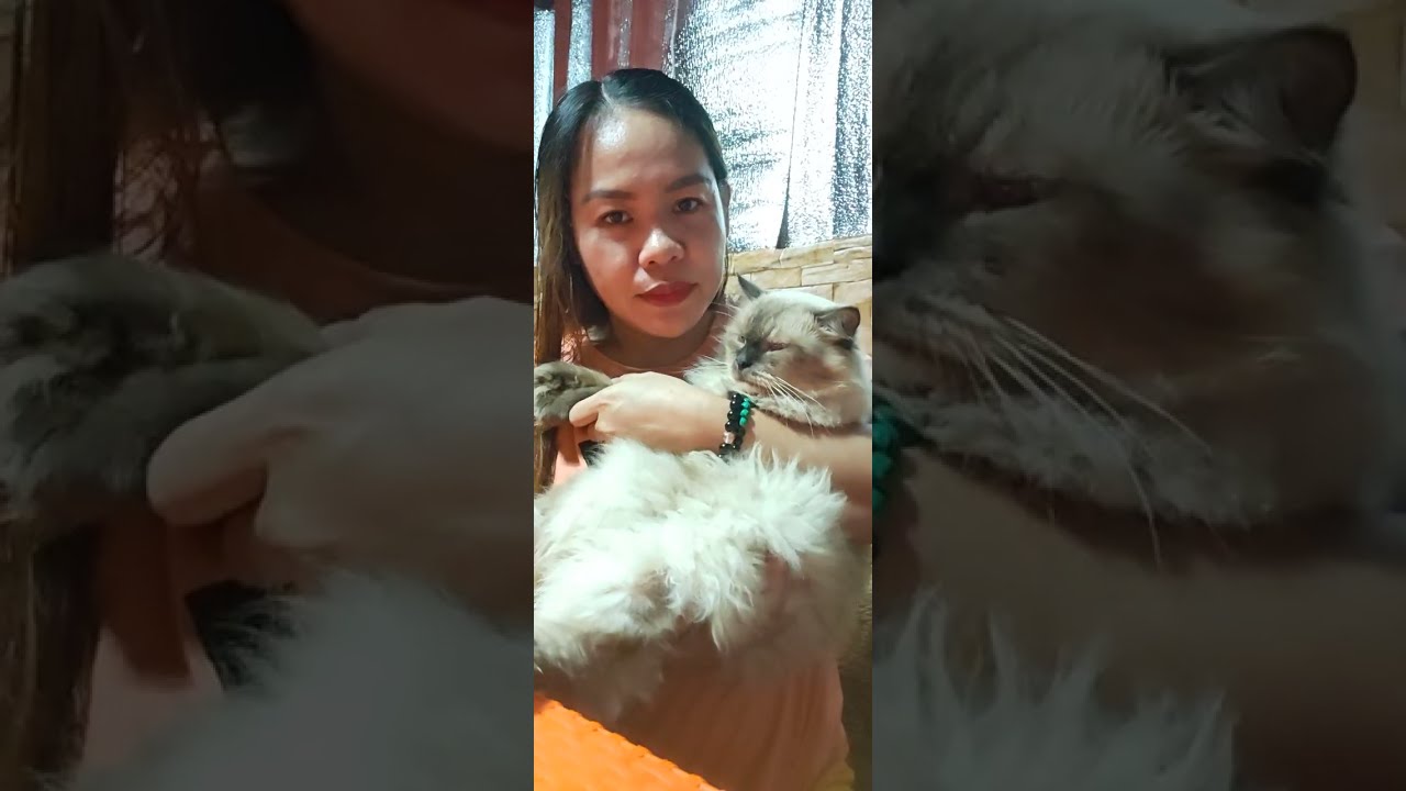With Siamese cat/Mijoy vlog 