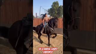 En la barra como Grupo Laberinto