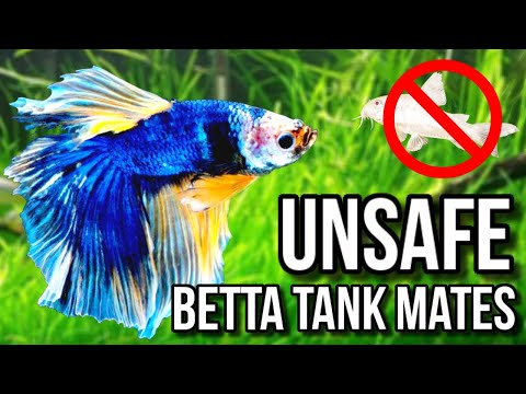 TOP 10 UNSAFE BETTA TANK MATES!