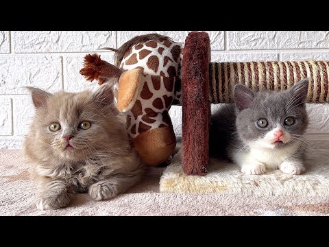 British Longhair kitten VS British Shorthair kitten